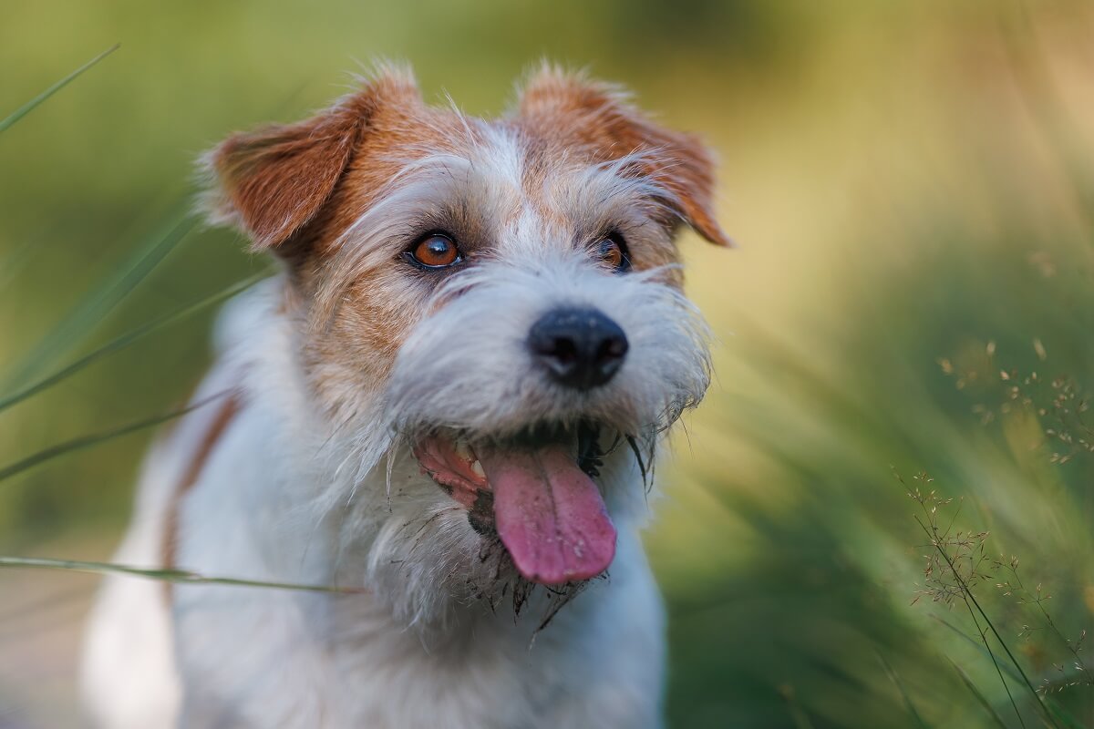 Z. Russell Jack russell terrier - opis rasy, wygląd, charakter, cena - Mój Pupil