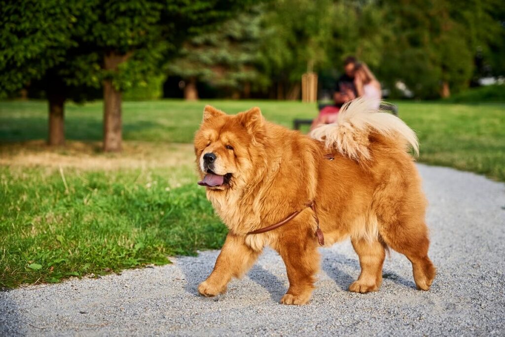 chow chow charakter