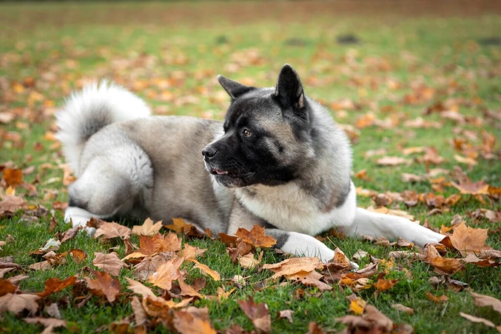 akita amerykańska cena akita szczeniak