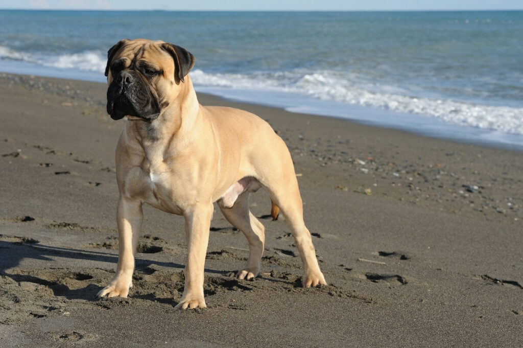 bullmastiff szczeniak cena