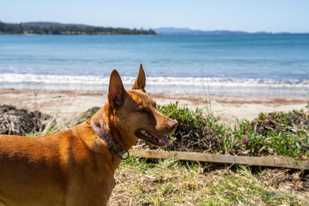 charakter psa kelpie