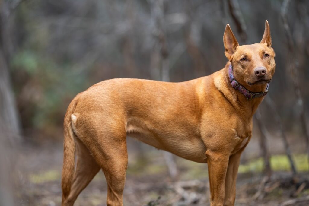 owczarek australijski kelpie