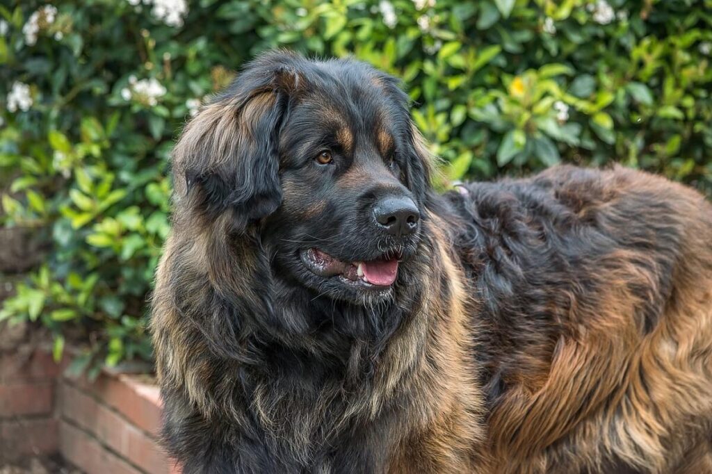 leonberger wygląd wzrost
