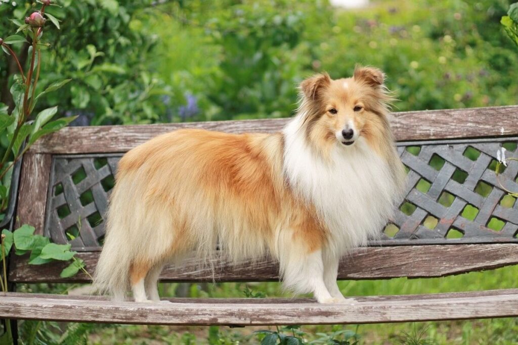 owczarek sheltie