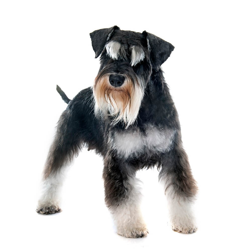 sznaucer miniaturka wygląd