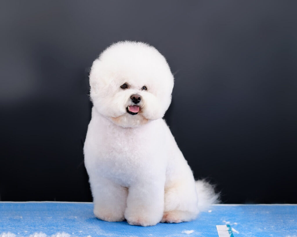 bichon frise