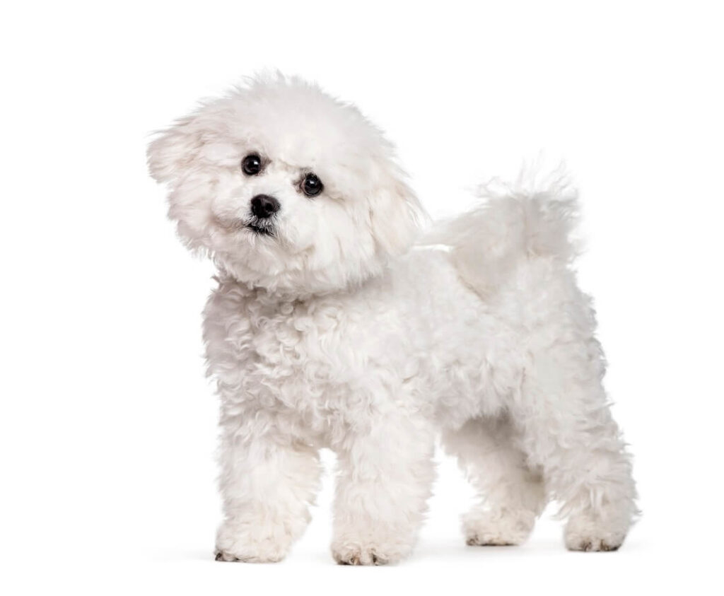 bichon frise szczeniak