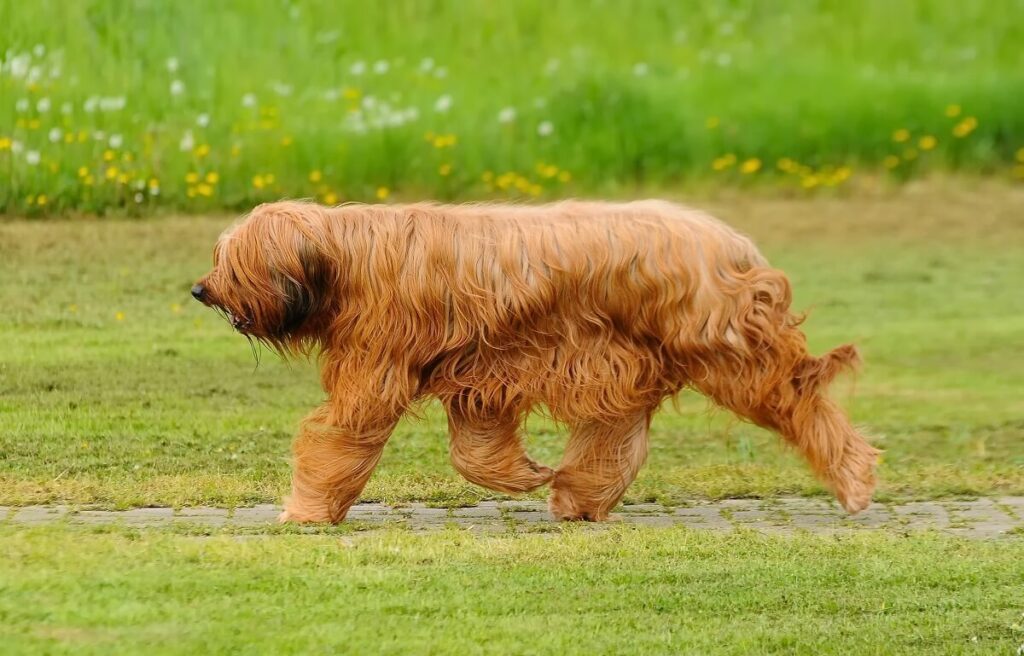 briard pies chewbacca