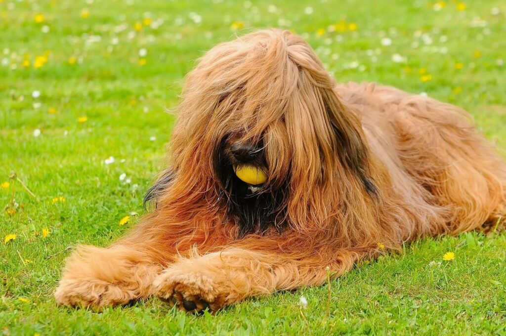 briard cena