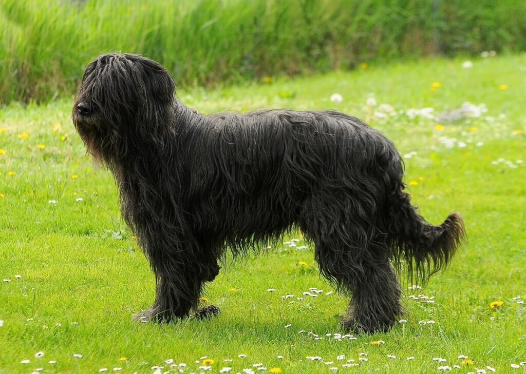 briard ile kosztuje