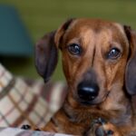 jamnik krótkowłosy