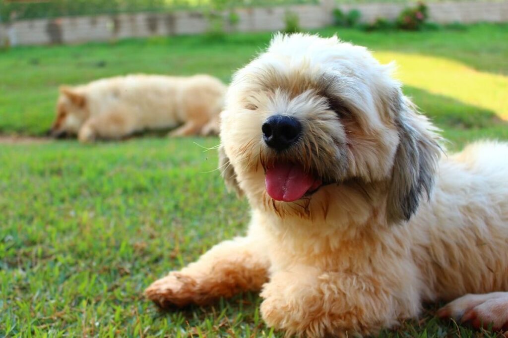 lhasa apso cena