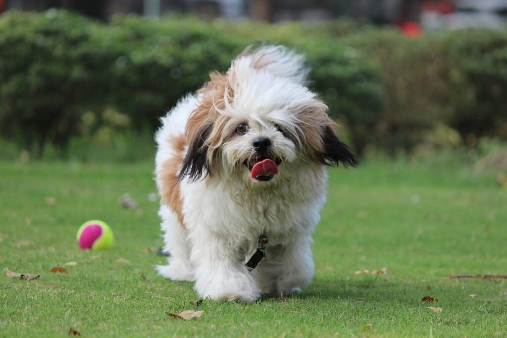 lhasa apso czy linieje