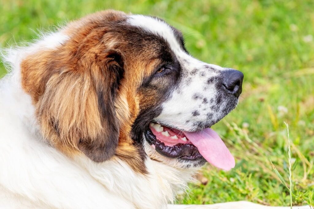 czy moskiewski stróżujący jest agresywny