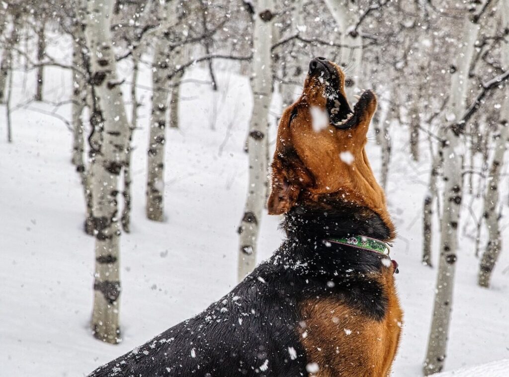 ogar polski cena szczeniak