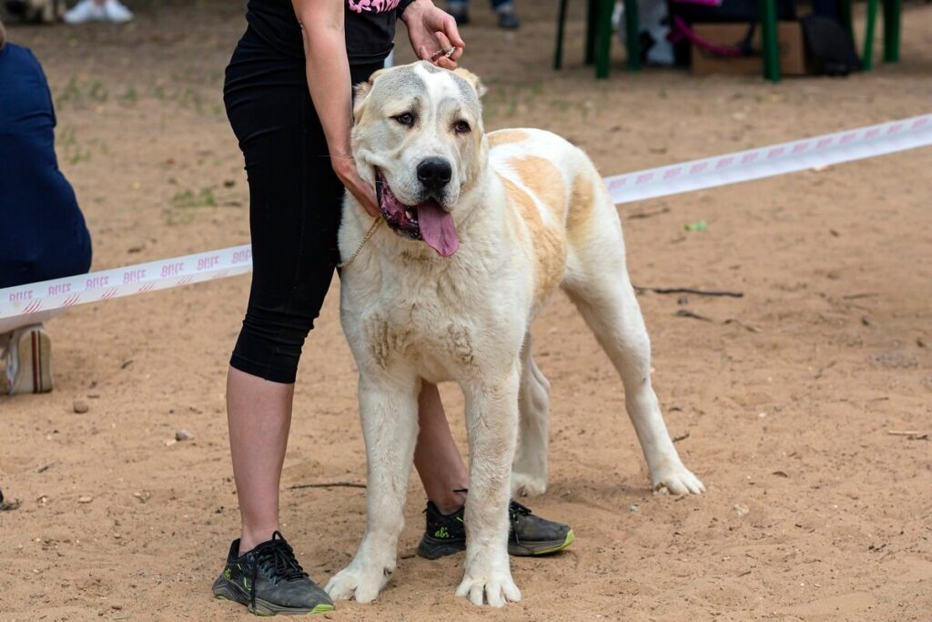 owczarek środkowoazjatycki wielkość