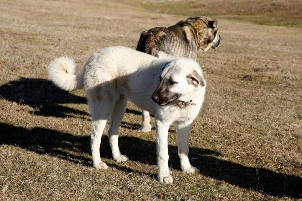 czy anatolian jest agresywny