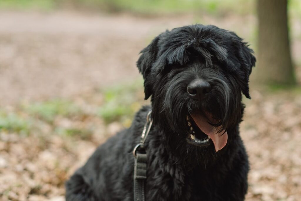 czarny terier rosyjski