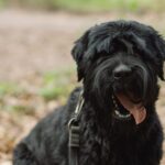 czarny terier rosyjski