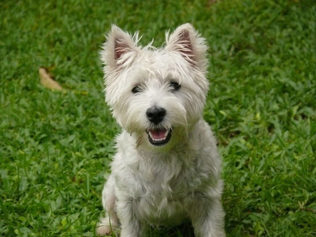 west highland white terrier